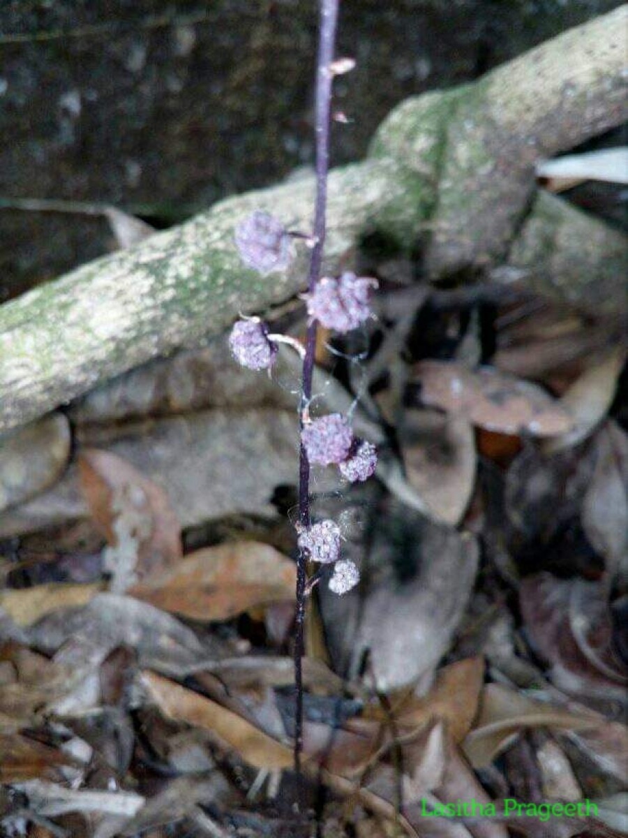 Triuridaceae